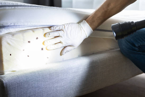 Best Pest Removal Services  in Meadow Glade, WA