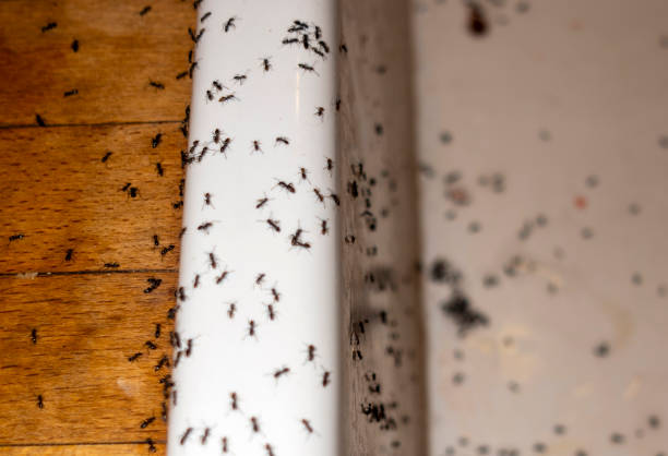Best Bird Control  in Meadow Glade, WA