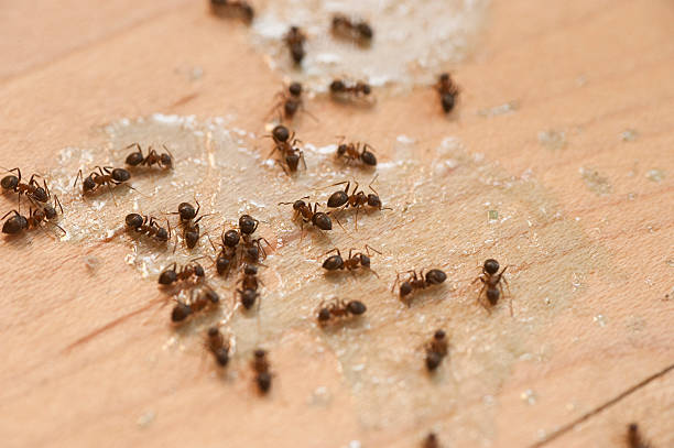 Best Insect Control  in Meadow Glade, WA