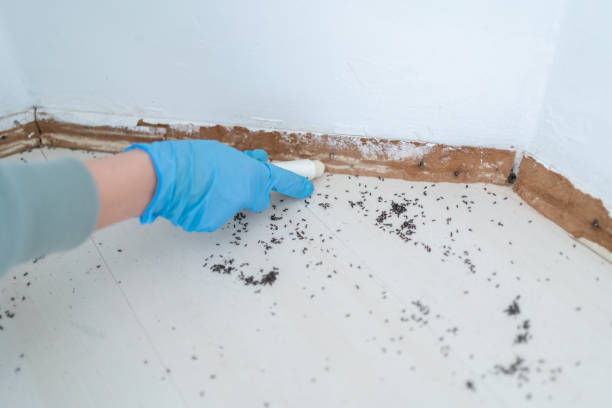 Best Wasp Removal Services  in Meadow Glade, WA