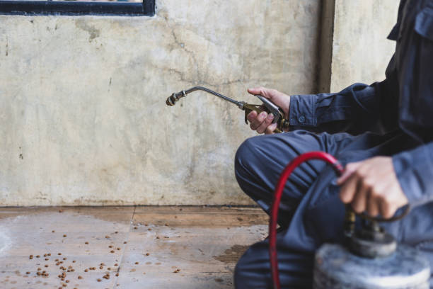 Best Rat Extermination Near Me  in Meadow Glade, WA